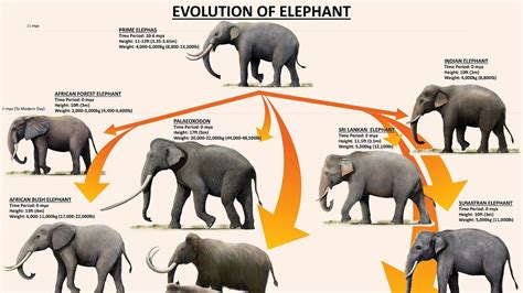 Evolutionary Line Of The Modern Day Elephants Explained - YouTube