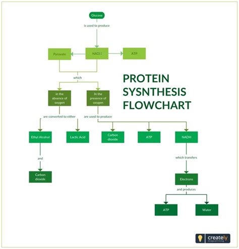 Protein Synthesis Flowchart - Protein Synthesis Flow Chart shows the process of one of the most ...