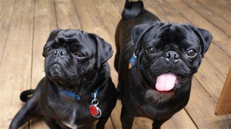 I started the Black Pug group on Facebook 8 years ago, and here are my two black pugs, Oliver ...