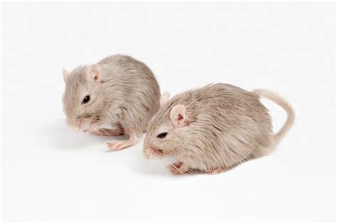 Mouse Gerbil Cage House Cell Stock Photo - Image of curiosity, field ...