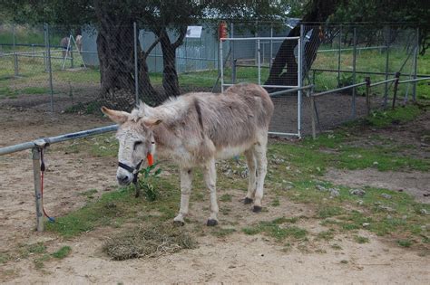 Donkey Rescue | Foto | Fleur's reisverhalen