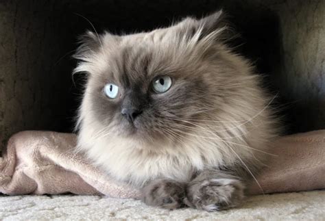 Himalayan Cat Breed Information & Characteristics