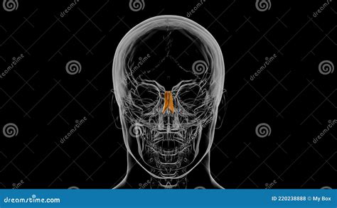 Human Skeleton Nasal Bone Anatomy 3D Stock Illustration - Illustration ...