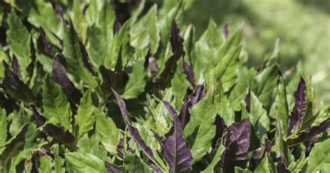 Hawaii Horticulture: Okinawan Spinach – Gynura bicolor