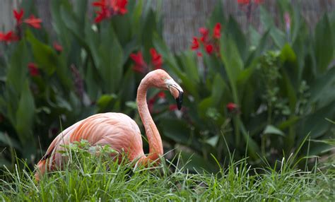 American flamingo | Smithsonian's National Zoo and Conservation Biology ...