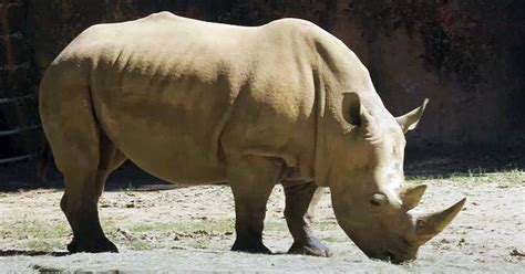 Zoo Atlanta Welcomes Southern White Rhino To Savanna Habitat