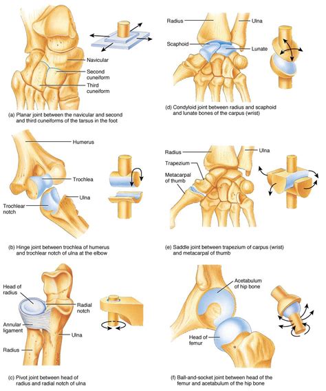 30 HD What Are Examples Of Pivot Joints - insectza