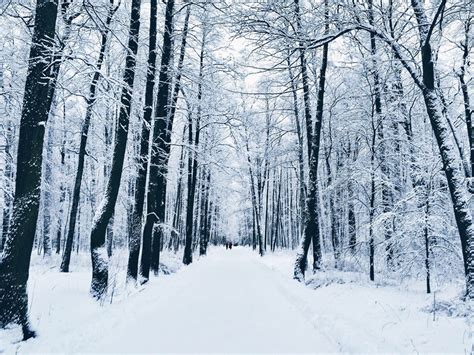 winter-park-tree-forest-forest-snow-snow-russia-trees-snowy-forests_t20_YQbxjW | NordSip