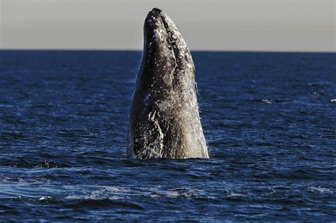 Number of gray whales seen migrating south doubles from a year ago - LA ...