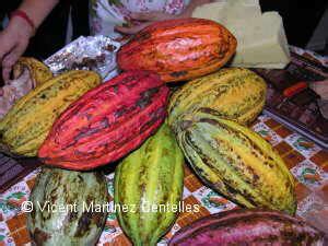 Cocoa varieties – Botanical online