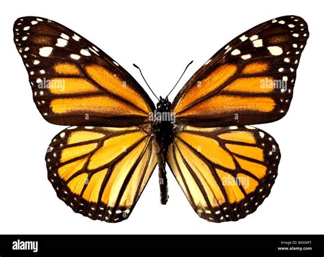 Orange monarch butterfly isolated on the white background Stock Photo - Alamy