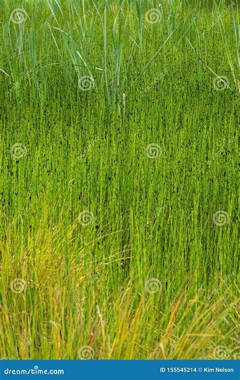 Marsh Reeds and Grasses As a Yellow and Green Nature Background Stock ...