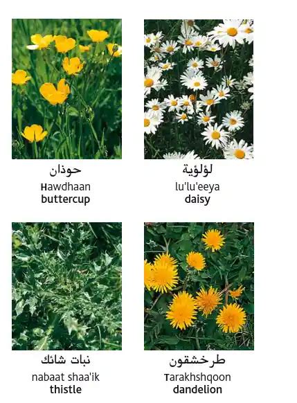 Flower In Arabic (50 Arabic NAMES Of Flowers With Pictures)