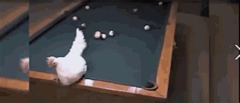 Chicken Pool Table GIF - Chicken Pool Table Amazing Chickens - Discover & Share GIFs