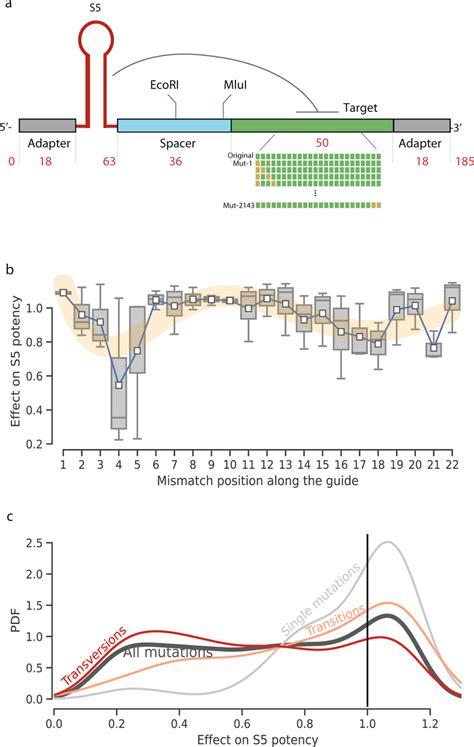 Saturation mutagenesis a The design scheme of oligos used in this... | Download Scientific Diagram