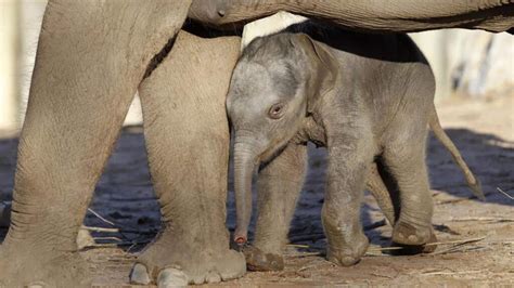 UK to Ban Keeping Elephants Captive in Zoos and Safari Parks - EcoWatch