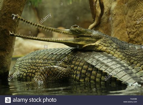 Crocodilia Gharial Stock Photos & Crocodilia Gharial Stock Images - Alamy