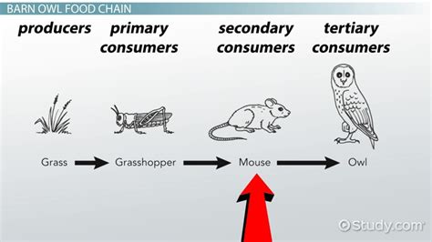 Owl Food Chain | Overview, Diet & Examples - Lesson | Study.com