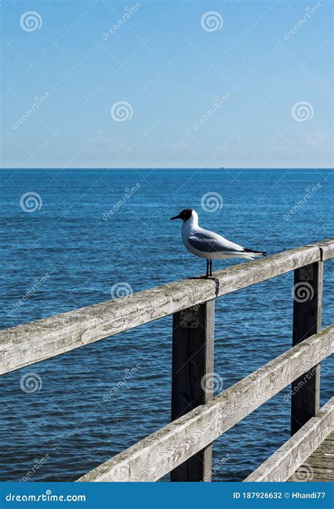 Seagull Sitting on Handrail of a Pier Stock Photo - Image of feather, horizon: 187926632