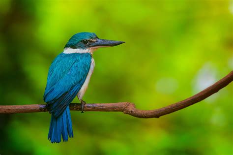 Kingfishers: A Virtual Collections Experience - Earth@Home: Evolution