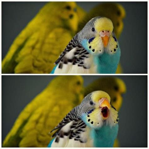 Budgies