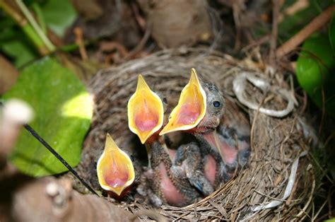 Protecting our wild birds during their nesting season | Hickton - Clerk of Works