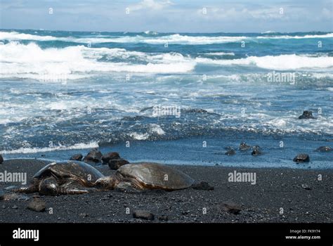 Green sea turtles on black sand beach (Punalu'u Beach) Hawaii, United States Stock Photo - Alamy