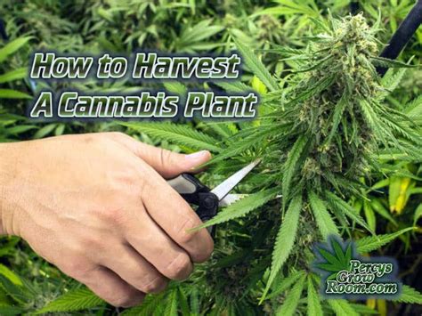 How to Harvest a Cannabis Plant - Percys Grow Room