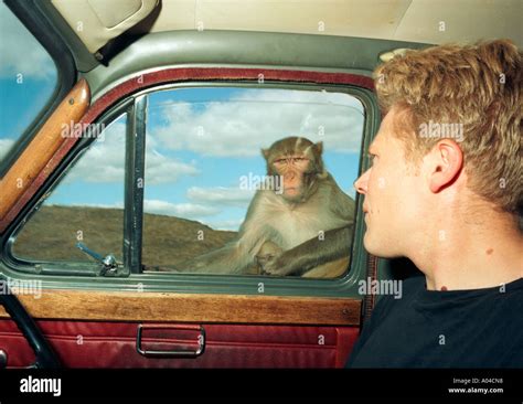 Monkey driver hi-res stock photography and images - Alamy