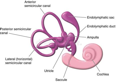 Vestibular apparatus of the ear. The semicircular canals, vestibule and ...