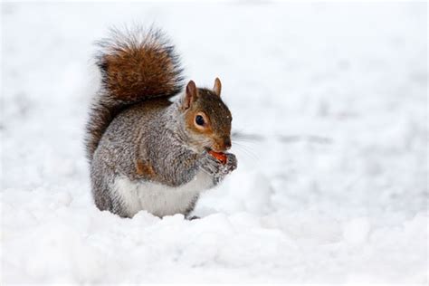 Squirrel In Winter Free Stock Photo - Public Domain Pictures