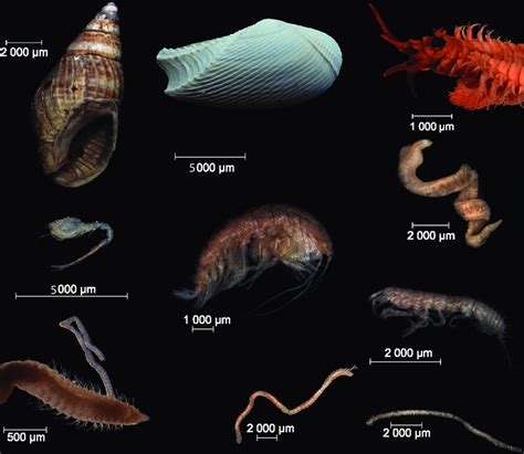 Benthic Zone Animals