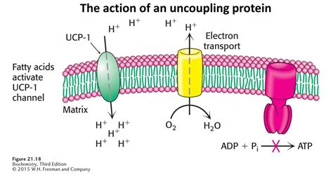 Mitochondria - Deuterium Depletion in a 5G World - EvolutaMente.it