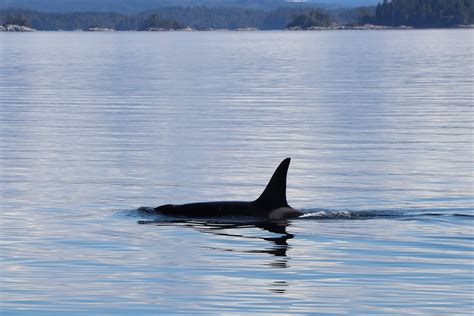 Orca Swimming in Sea · Free Stock Photo