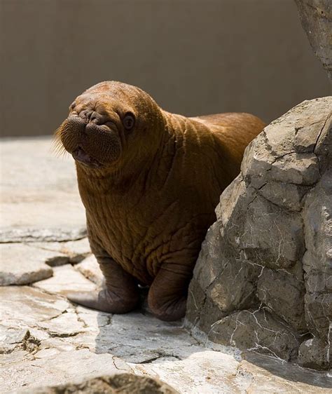 baby walrus | Animals | Pinterest