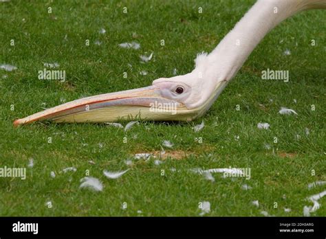 Great White Pelican Stock Photo - Alamy