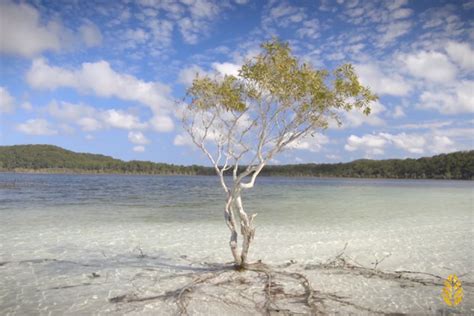 Trip to K'gari - The Island of deep remembrance – Botanika Herbals