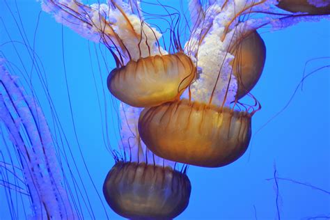 Red Jellyfish · Free Stock Photo