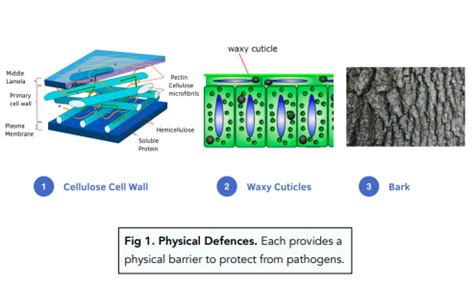 Plant Disease & Defence - Physical Plant Defences (GCSE Biology) - Study Mind