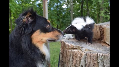 Funny, Cute Pet Skunk Adventures! - YouTube