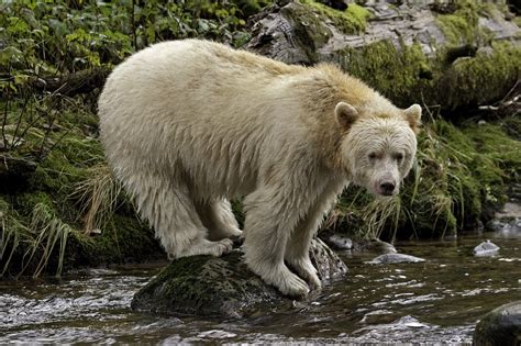 Kermode Bear: Rare Spirit Bear of British Columbia