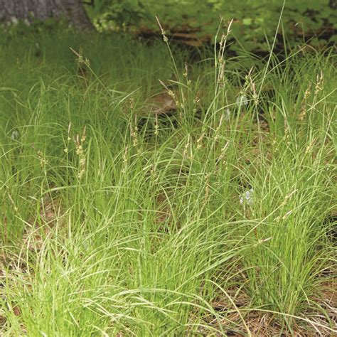 Carex pensylvanica - Van Berkum Nursery