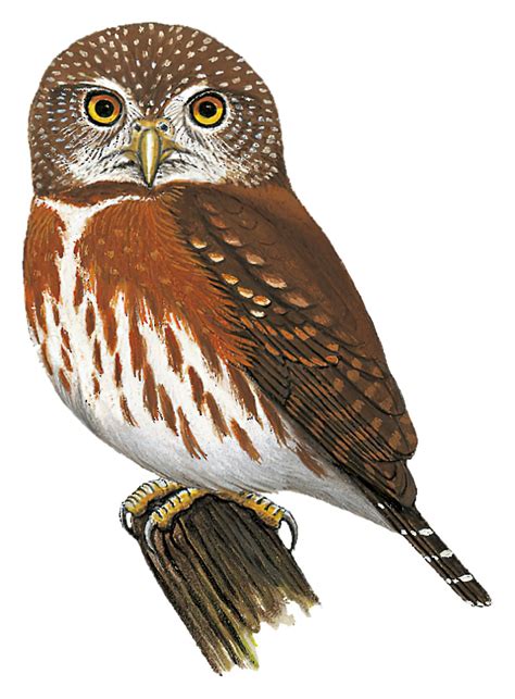 Least Pygmy-Owl / Glaucidium minutissimum – World Bird Names