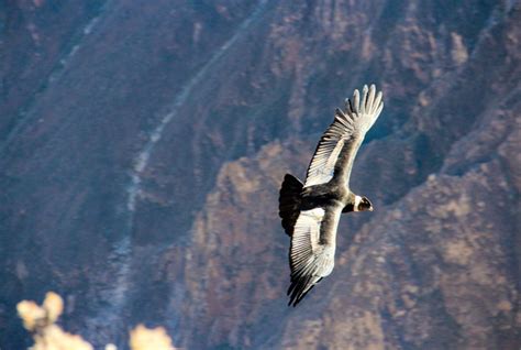 Andean Condors in Peru: All you need to know | Peruvian Soul