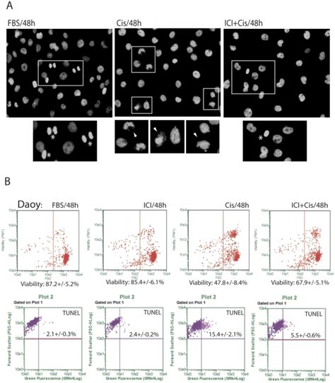 Panel A: Fluorescent images showing nuclear morphology following ...