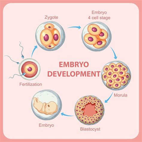 Ovum Vectors & Illustrations for Free Download | Freepik