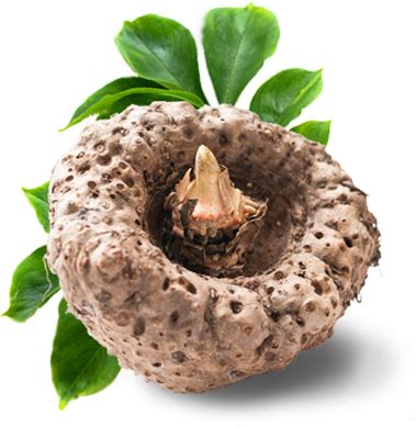 What is Konjac? Its Benefits, Side Effects and Uses