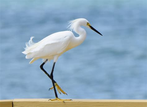 Bird Lore: Snowy Egret - My Edmonds News