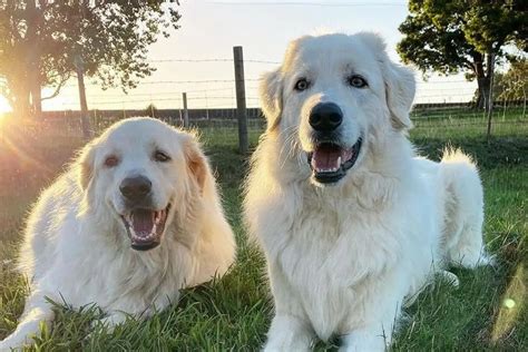 Can 2 Male Great Pyrenees Live Together