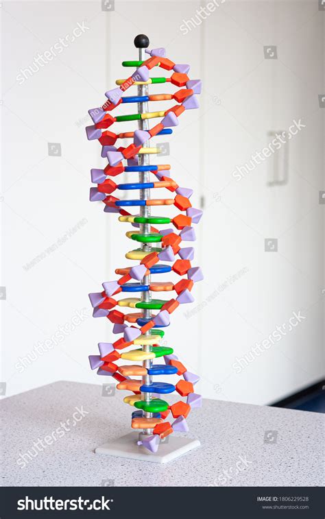 Dna Model: Over 4,542 Royalty-Free Licensable Stock Photos | Shutterstock